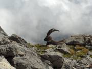 Bouquetin au Grand Galibier 